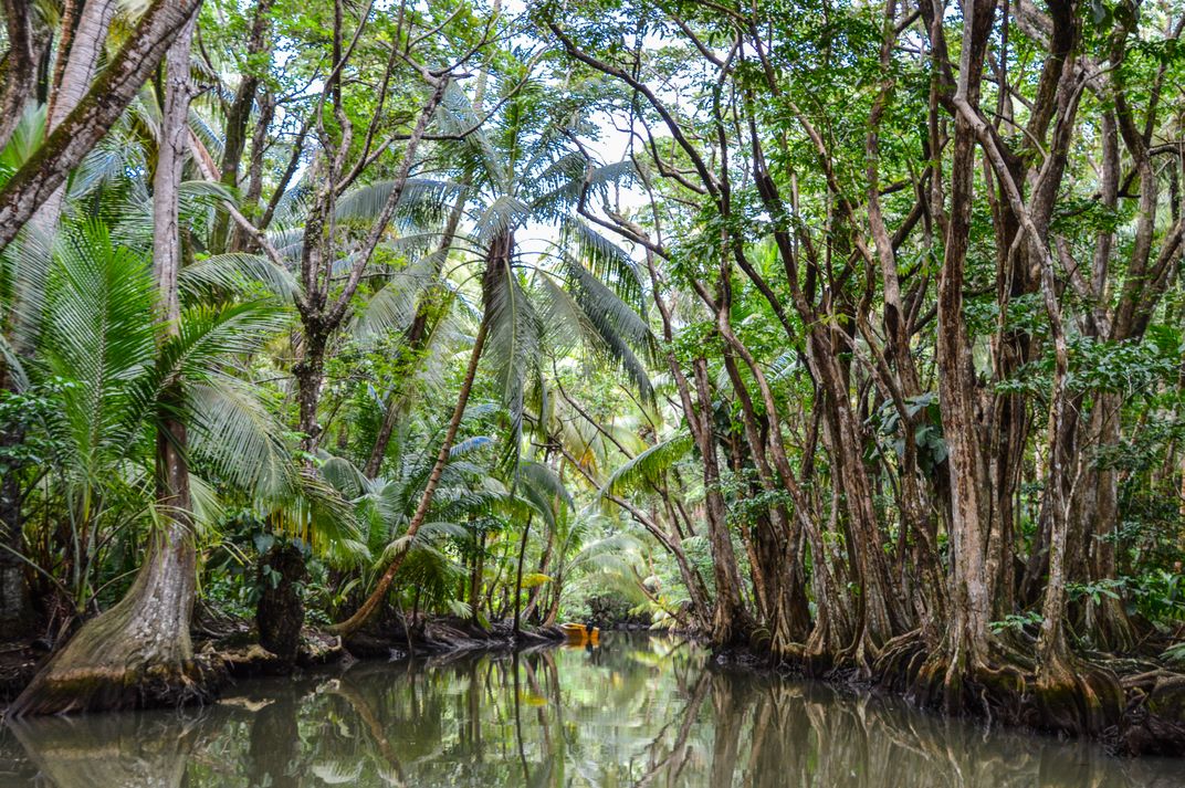 Indian River on Dominica