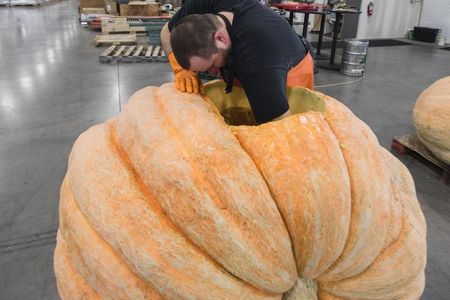 This pumpkin is eventually going to hold about 250 gallons of beer.
