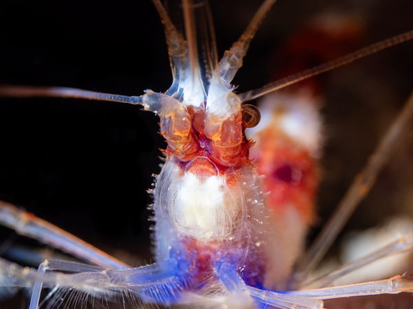 Banded Coral Shrimp up close and personal thumbnail