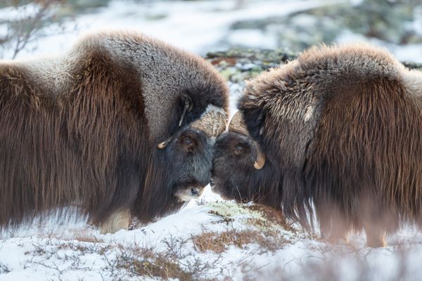 Two Musk Ox nuzzling thumbnail