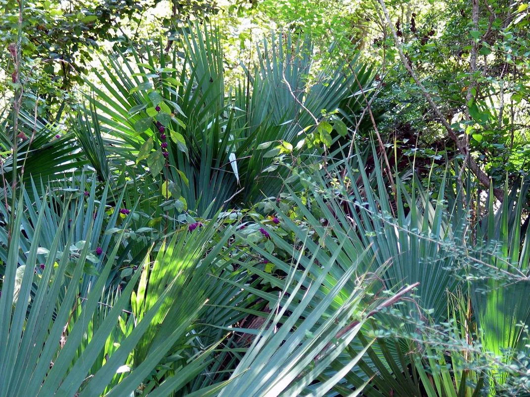 Palmetto