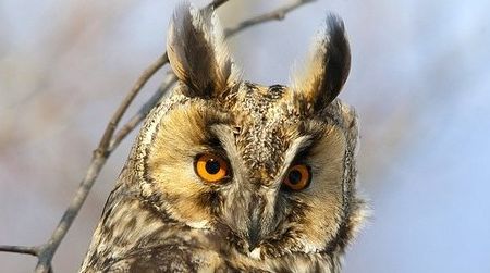 The wise long-eared owl keeps his cool under pressure.