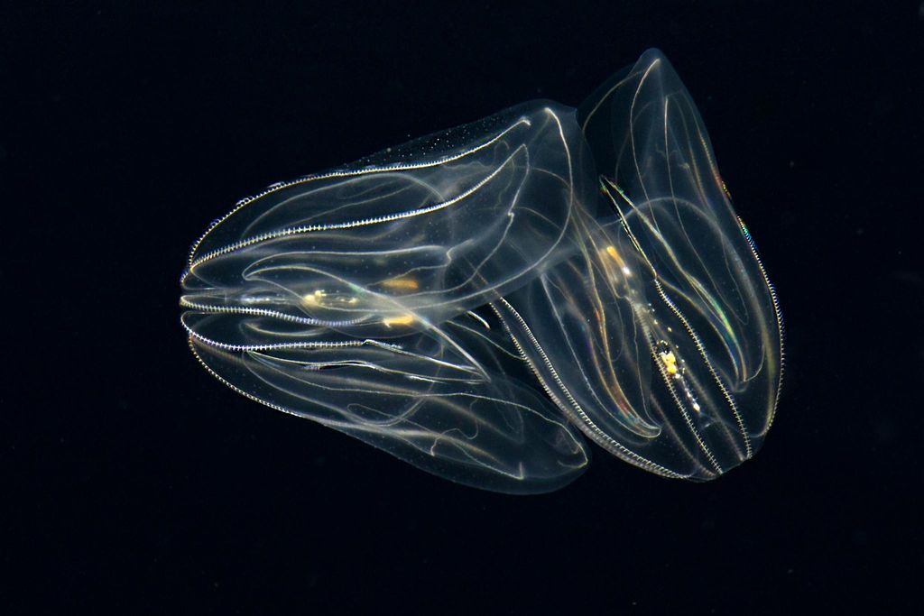 Comb Jelly