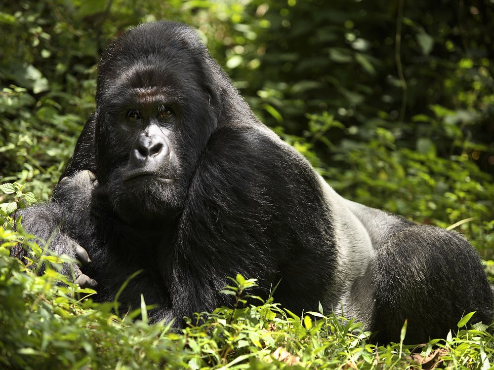 A mountain gorilla