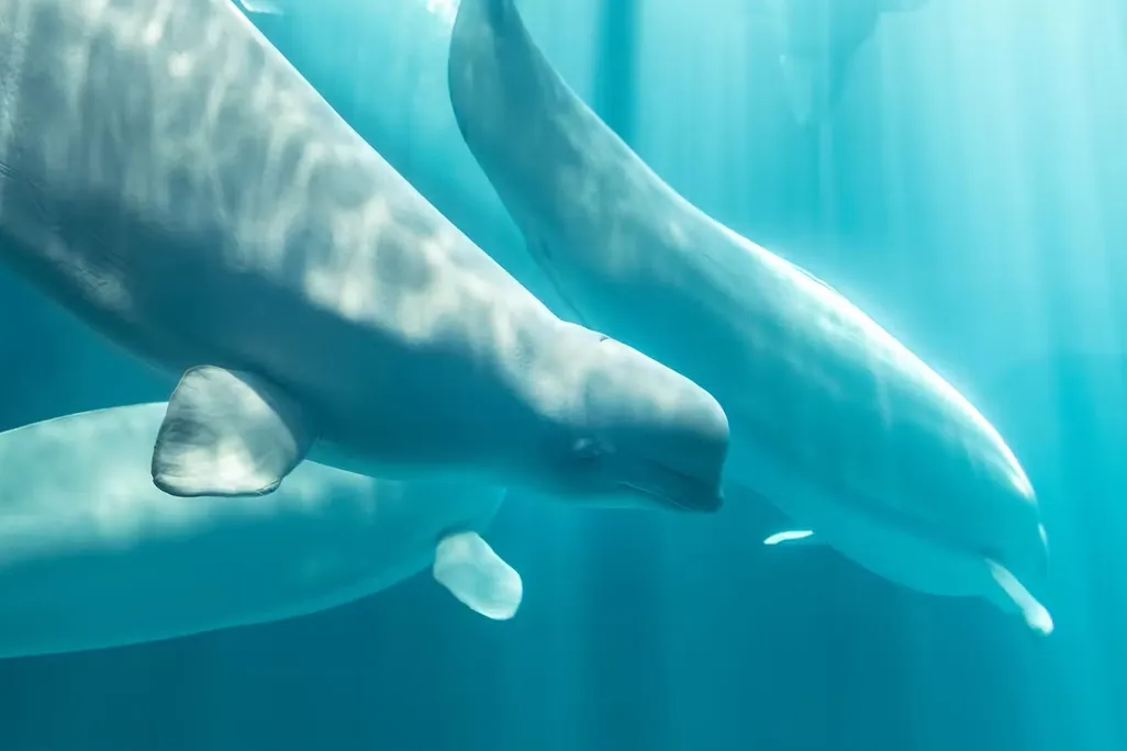 three beluga whales