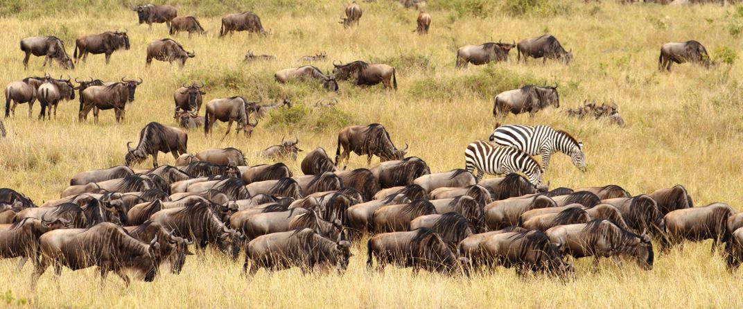 Wildebeest and zebra on the savanna during the Great Migration