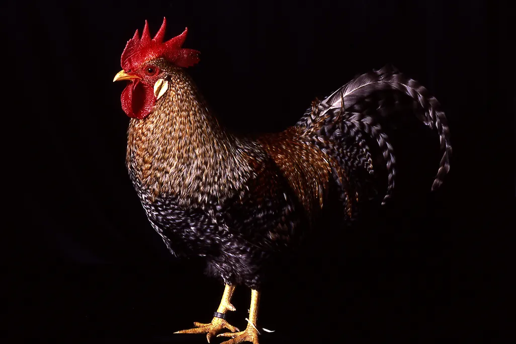 A side view of a rooster on a black background
