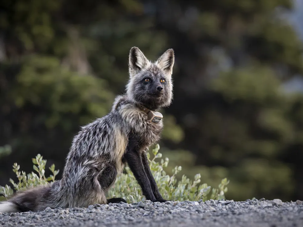 Cascade Red Foxes Are Notoriously Reclusive. So How Did This Photographer Capture These Stunning Images of the Endangered Species?
