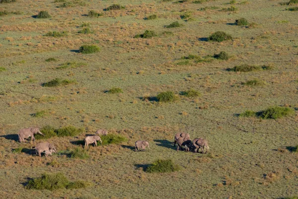 Elephants from above thumbnail