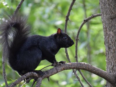 Black squirrels are seen across North America and England