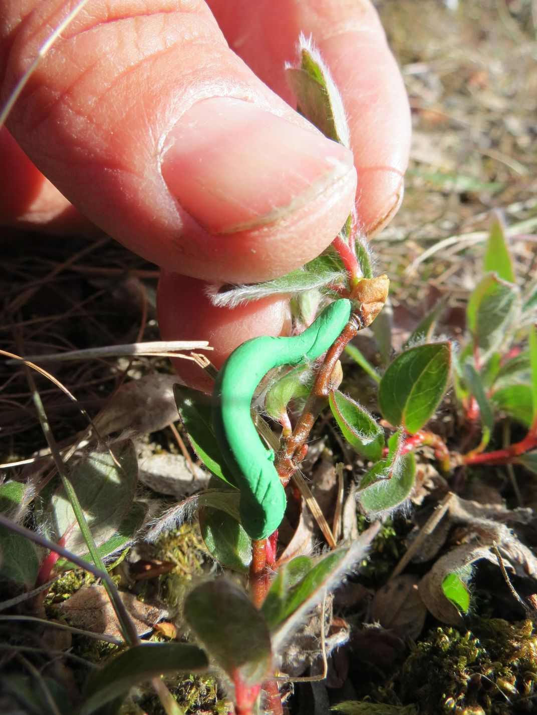 Chewed Caterpillar