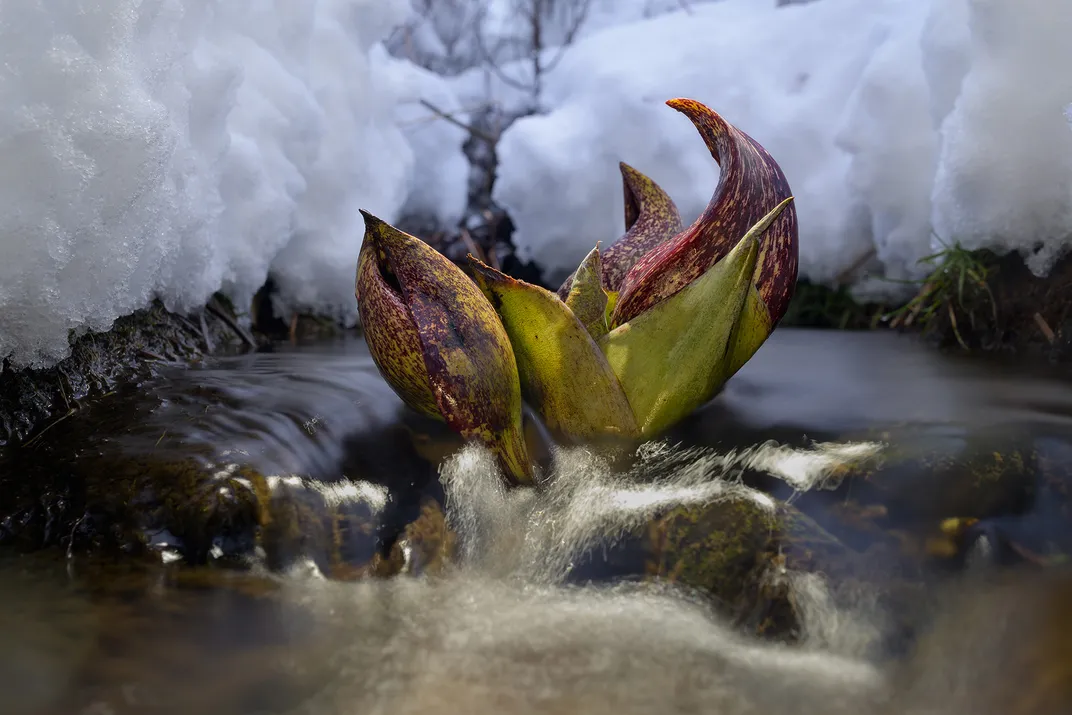 Skunk Cabbage