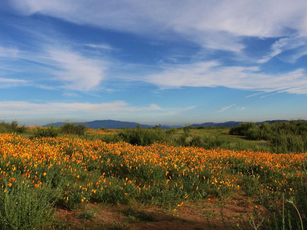 Superbloom