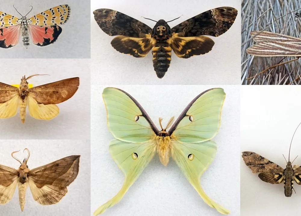 Different Types Of Moth