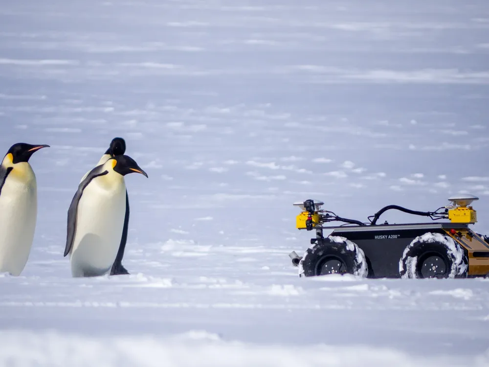 An image of three Emperor penguins standing next to a small yellow robot