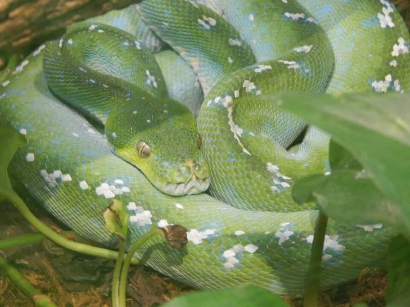 Peaceful green snake Smithsonian Photo Contest Smithsonian Magazine
