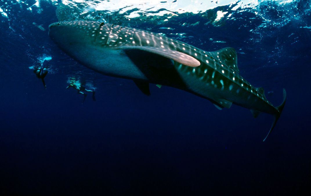 Whale shark in Donsol