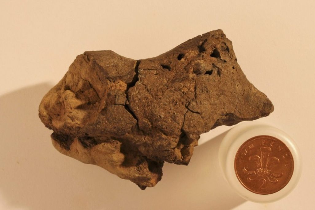 dinosaur brain.jpg