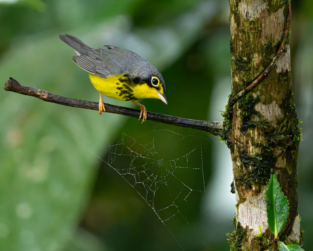 on a thin branch with a spider web below it, sits a little bird with a gray back, yellow underside and black dotted band from its chin and across its chest