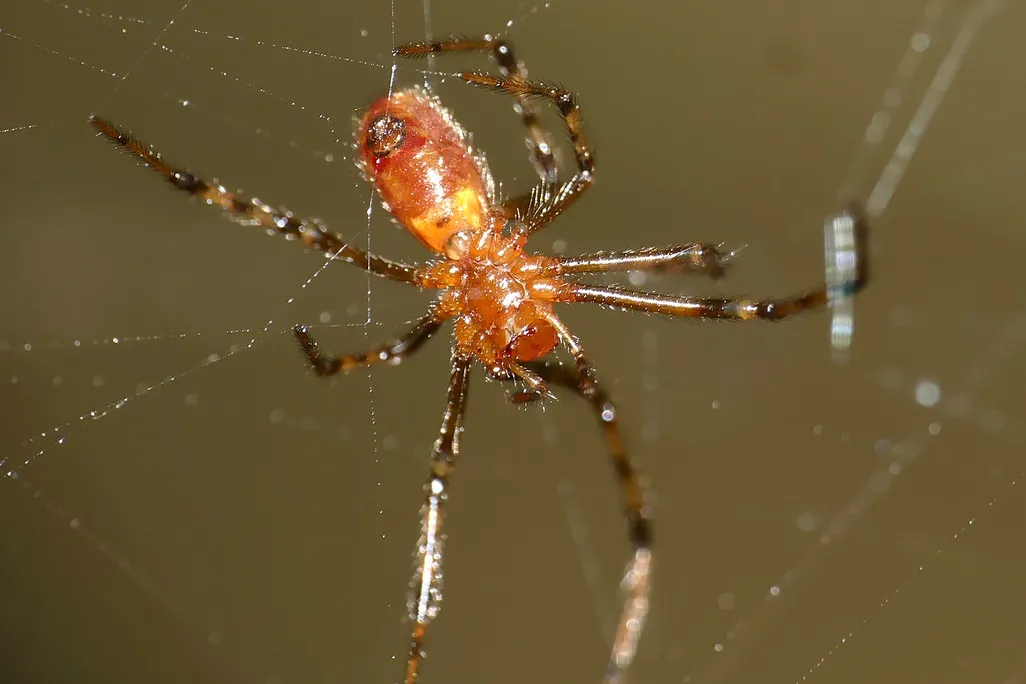 Image of small amber spider with long legs on a spider web