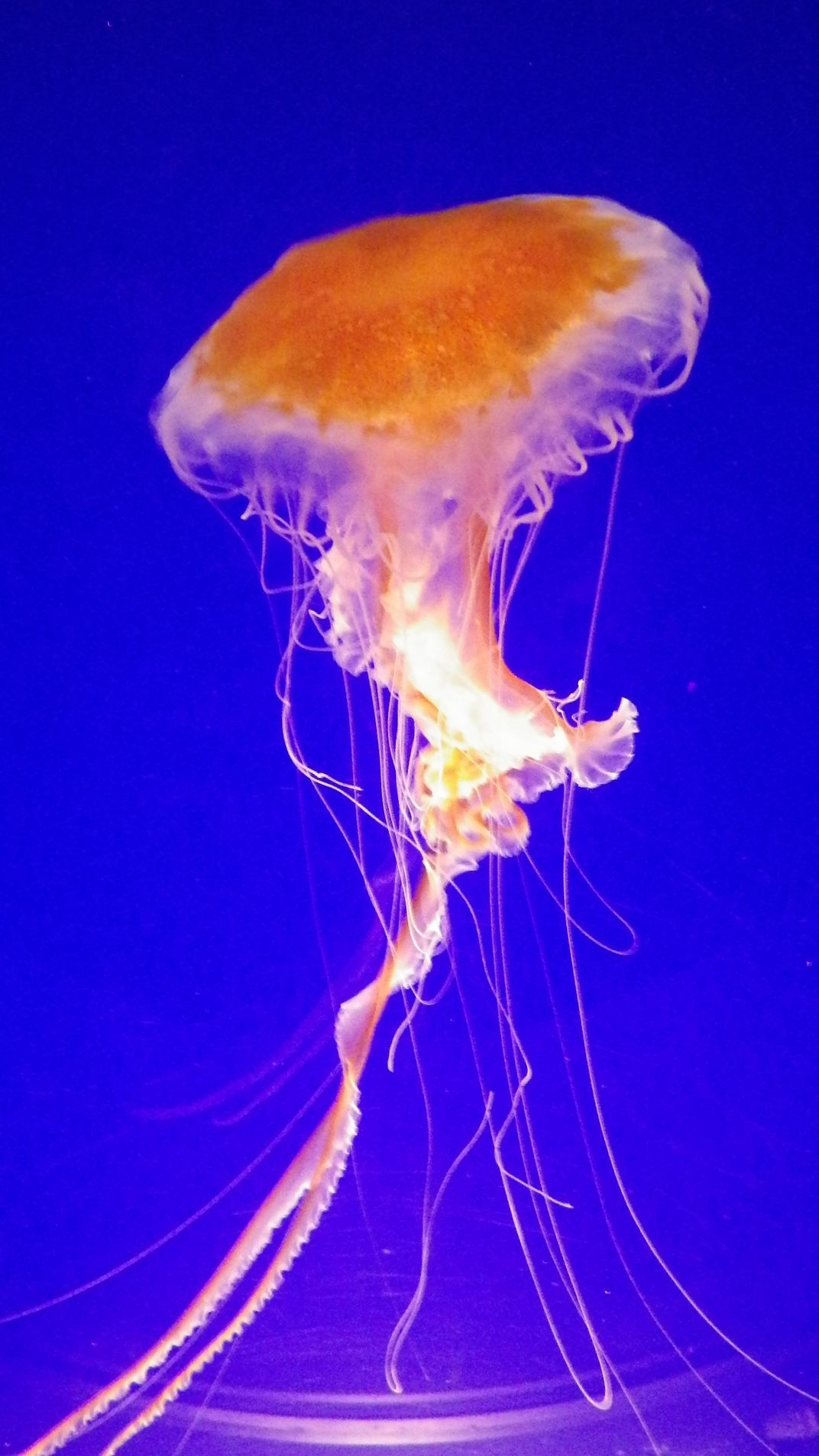 While Working At The Fort Fisher NC Aquarium I Was Able To Capture   492ec8009367165aef37744dfcb5363875382969 