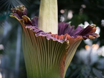 One of the stinky blooms at the U.S. Botanic Garden just starting to open last year.