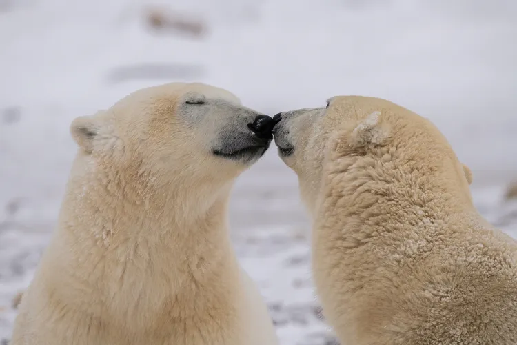 12 - Two polar bears paused from their play to nuzzle noses, which is the equivalent of a kiss for some species.