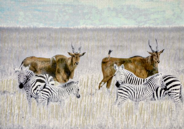 Zebras and Elands thumbnail