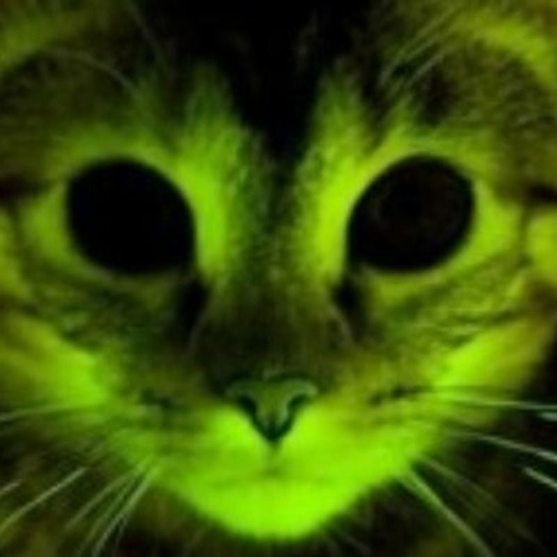 glow in the dark cats