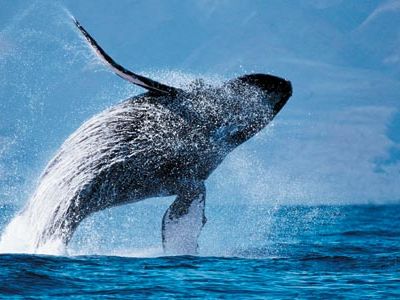 whales-feb08-631.jpg