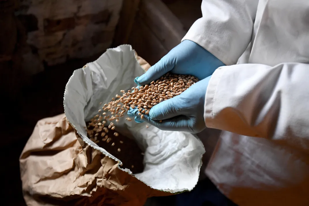 Miller inspects raw grain