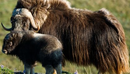 The Quest to Resurrect a Lost Ecosystem in Siberia