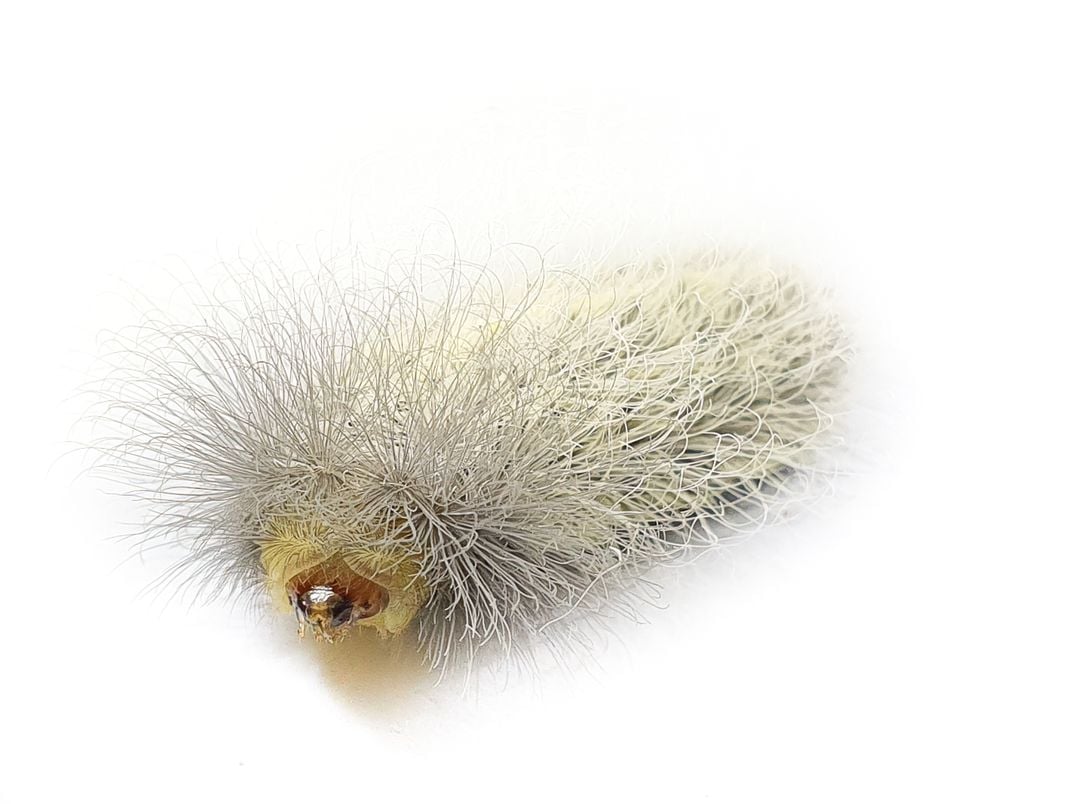 hairy caterpillar against white background