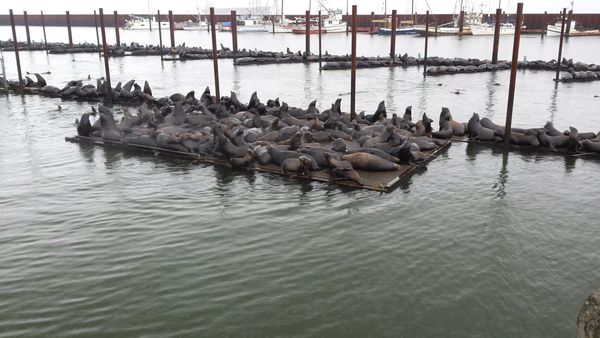 Sea lions take Astoria by storm thumbnail