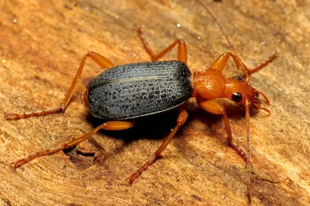 Ask the bombardier beetle—or rather, its enemies—if hydrogen peroxide has any biological use. 
