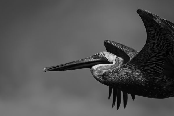 Pelican Portrait thumbnail