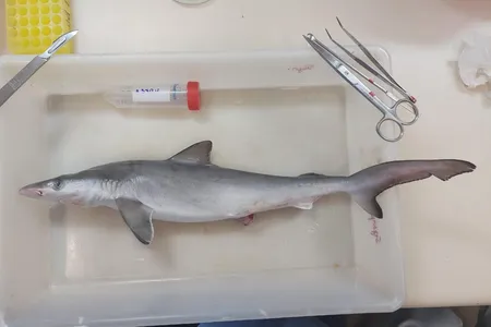 The Brazilian sharpnose sharks were purchased from fishers between&nbsp;September 2021 and August 2023.