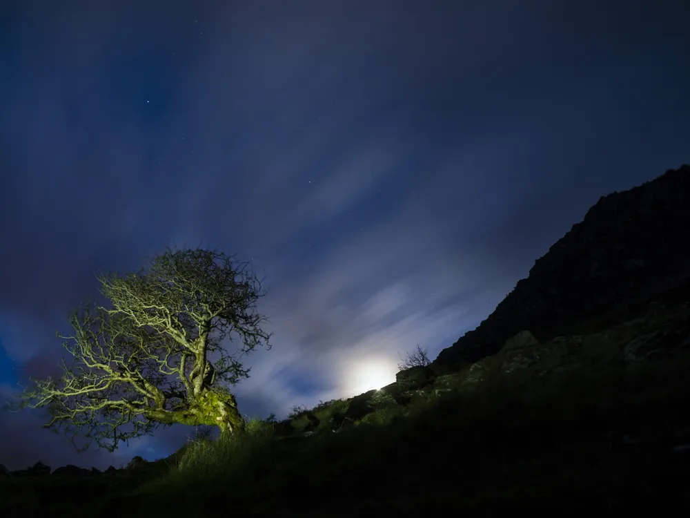 Tree in moonlight
