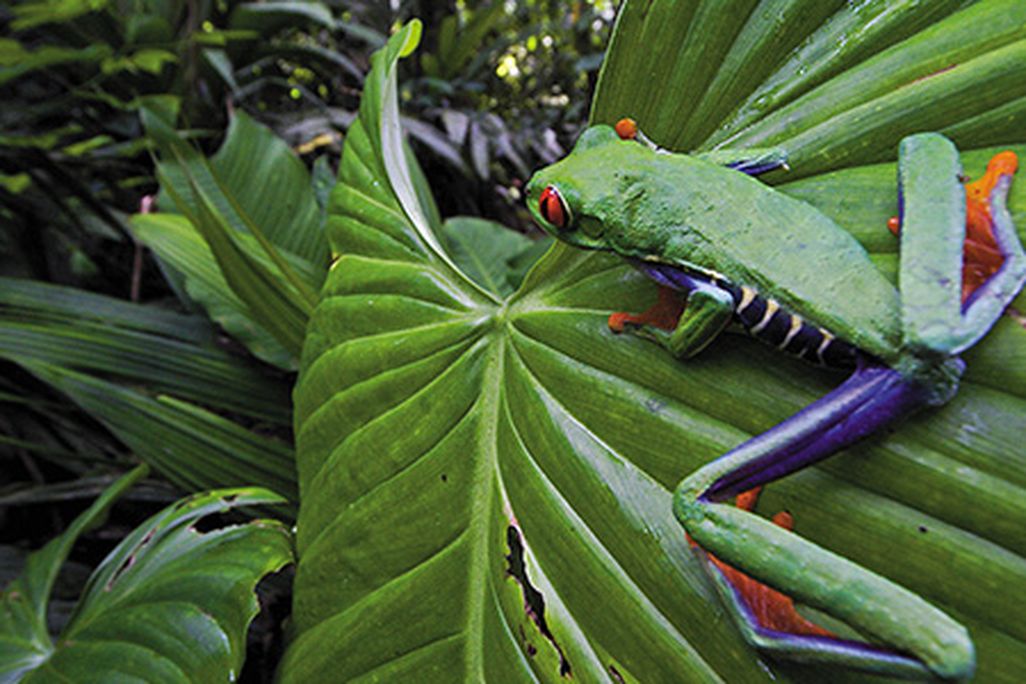 Red eyed tree frog