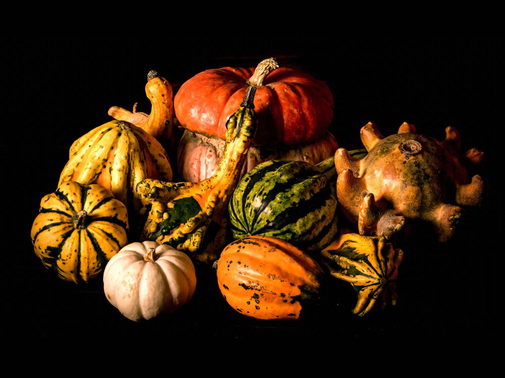 The Science Behind Decorative Gourd Season