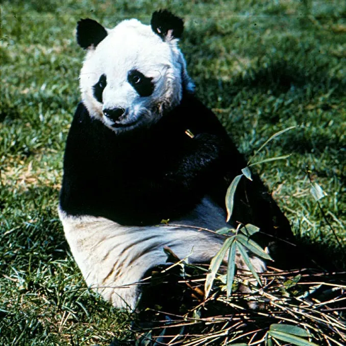panda