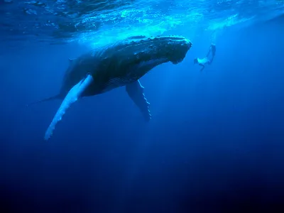 A snorkeler comes face to face with a humpback whale. If humans work to halt climate change, that may help prevent another mass extinction event in the oceans.