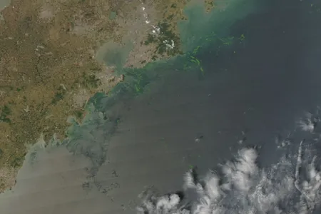 Algae in the Yellow Sea near Qingdao in 2008