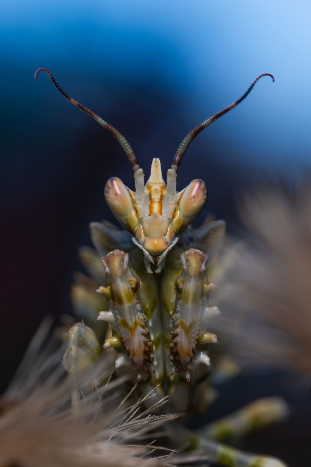 3 - This juvenile flower mantis changes its coloring to match the surrounding flowers.