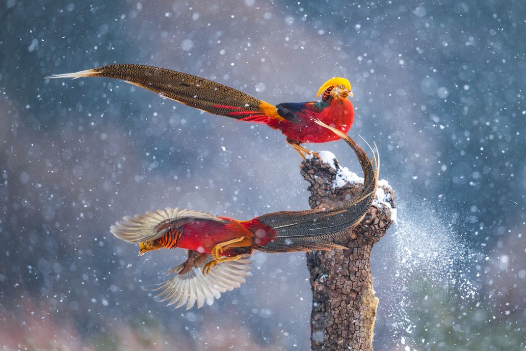 An image of two male golden pheasants in the snow