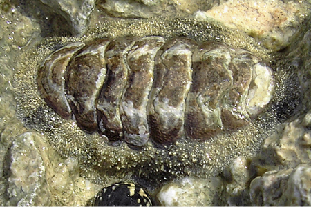 A living chiton, Acanthopleura granulate, also known as the West Indian fuzzy chiton, on a rock in Guadeloupe in the Caribbean.