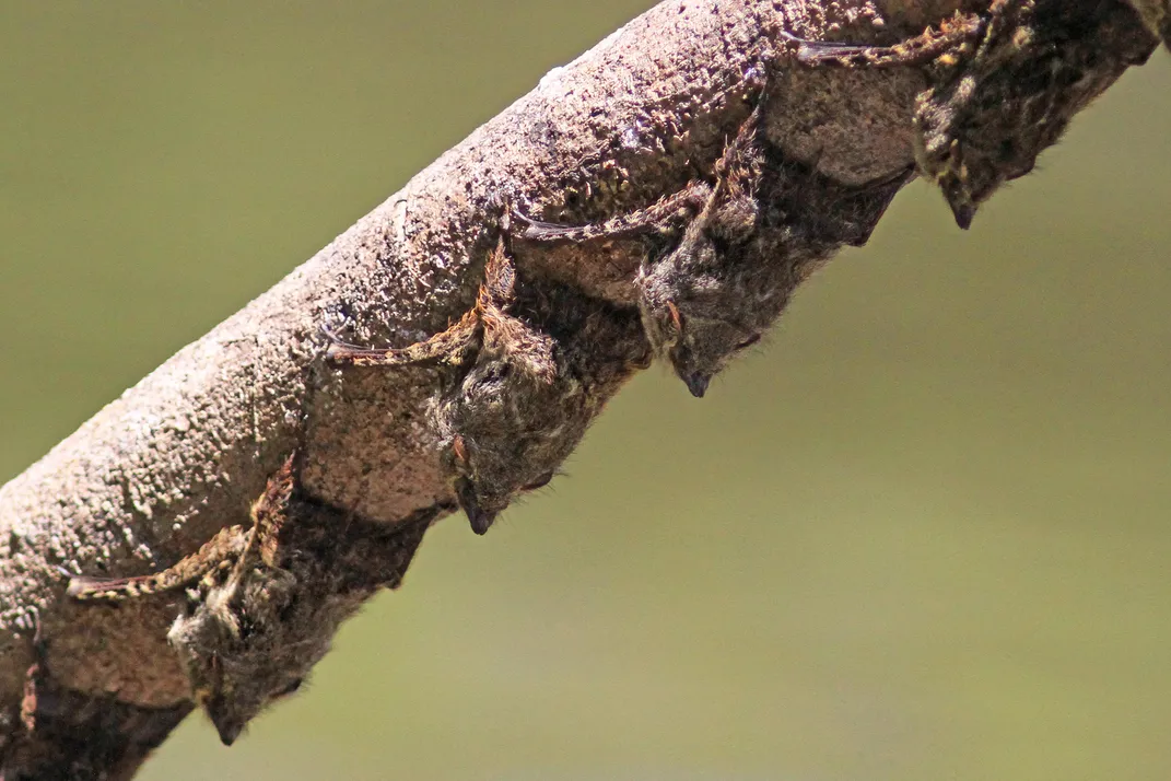 a line of very small proboscis bats on the underside of a branch