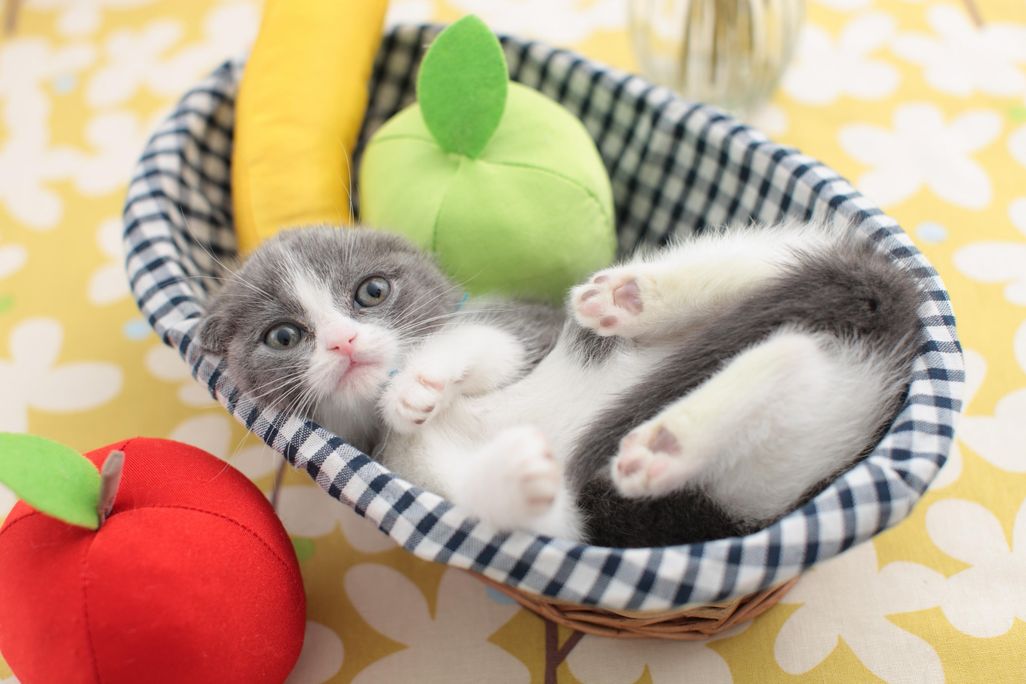 10_27_2014_cat.jpg