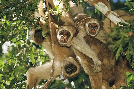 Unlike the chest-beating primates of popular imagination, Brazil’s northern muriquis are easygoing and highly cooperative.