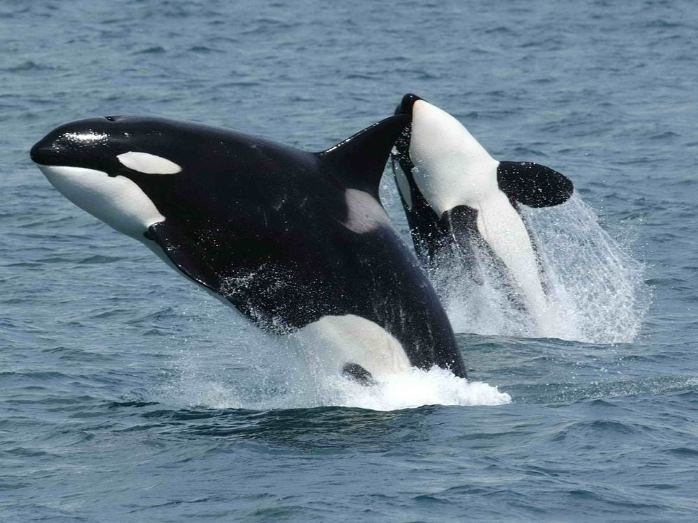 Two black and white orcas jump out of the blue water